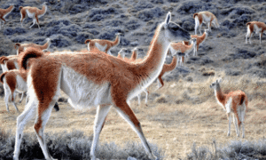 Guanacos 
