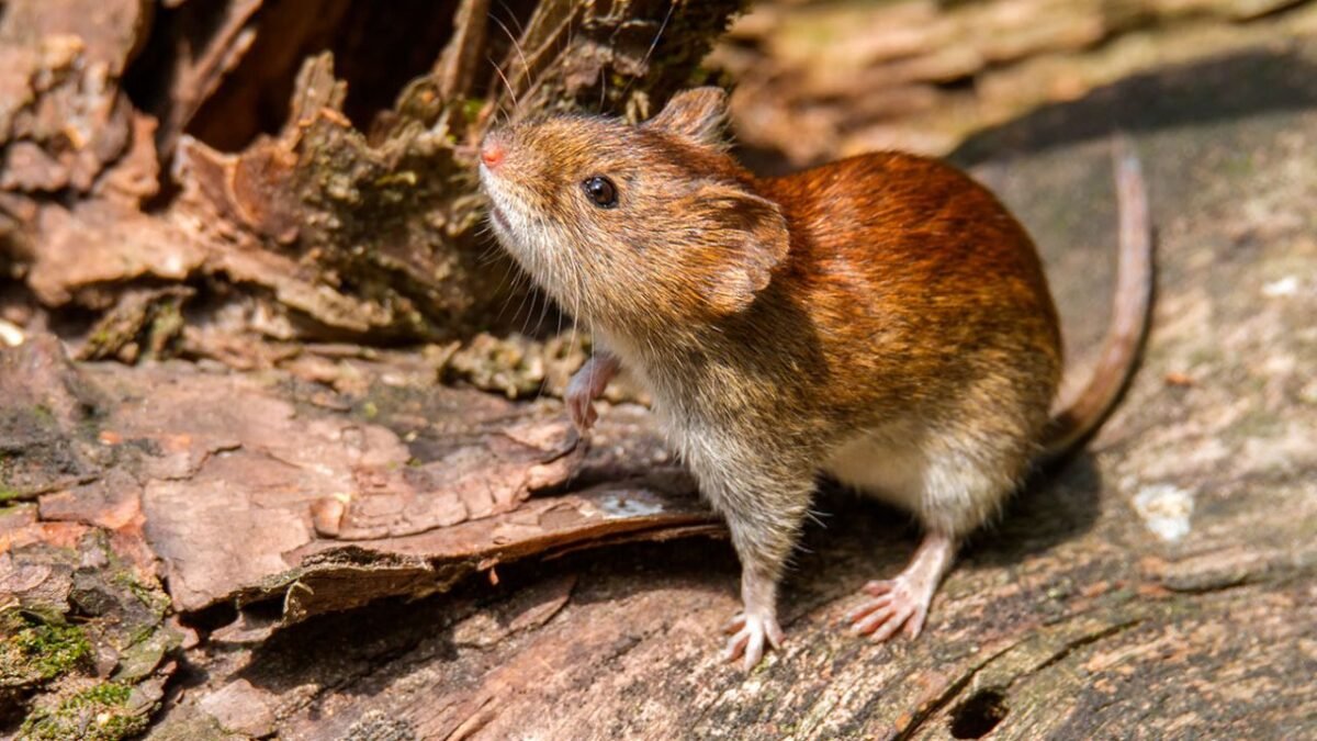 Río Negro: murió un hombre por hantavirus tras hacer trekking cerca del paso Samoré