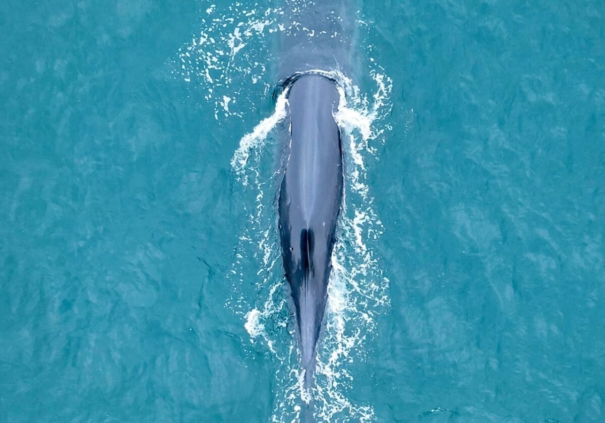 El Golfo San Jorge se activa: la temporada de ballena sei ya es oficialmente un hecho