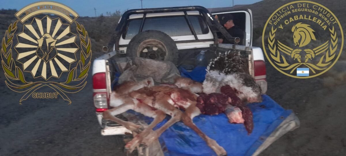 Caza ilegal: interceptan una camioneta con piezas de guanaco y un ñandú patagónico